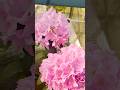 Rhododendron flowers- looks beautiful | easy to grow in pots. |Perfect for your patio garden