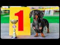 Always best in show! Funny dachshund dog video!