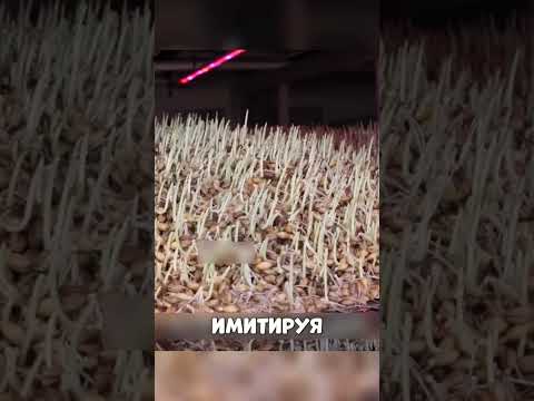 Слесарь из Воронежа зарабатывает миллионы на траве😧🔥🌿