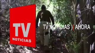 Carabineros de Petorca encuentran 1680 plantas de Cannabis en el sector de El Sobrante