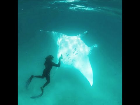 boy feeds giant manta ray boy feeds giant manta ray