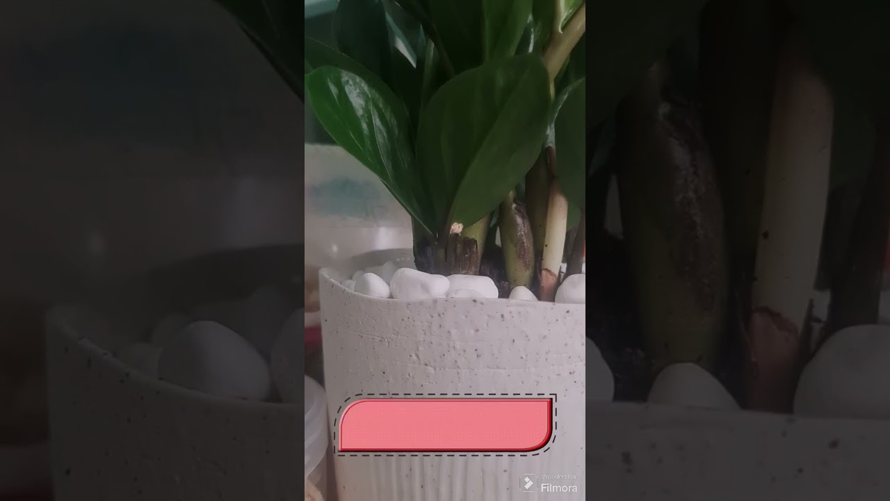 عش حياتك وحب نفسك اولاً