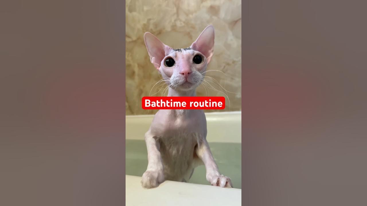 Hairless Cat Bath Routine! shorts sphynx hairlesscat cats YouTube