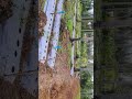 PERSIAPAN LAHAN TANAM POHON PEPAYA CALIFORNIA #shorts #pepaya