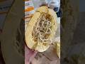 My Spaghetti Squash Sprouted Inside… So I Planted It #gardening #growyourown #seeds