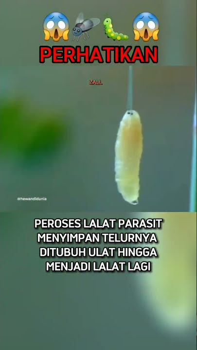 Ini Dia Peroses Lalat Parasit Memindahkan Telur Larva nya Ke Tubuh Ulat  #shorts #animal #hewan