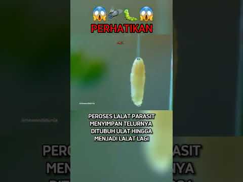 Video: Bilakah ulat beg bertelur?