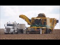 Potato Harvest with a Ploeger 2017