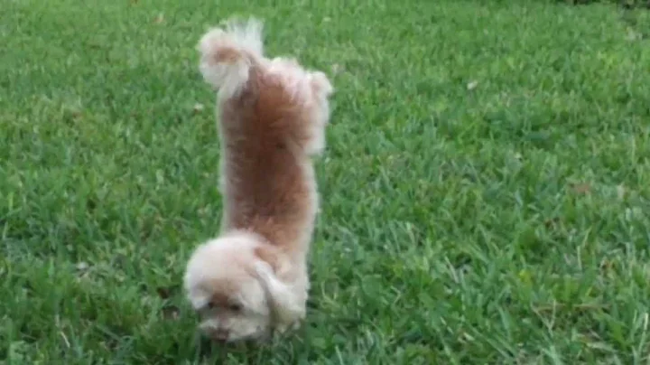 Poodle Potty Dance