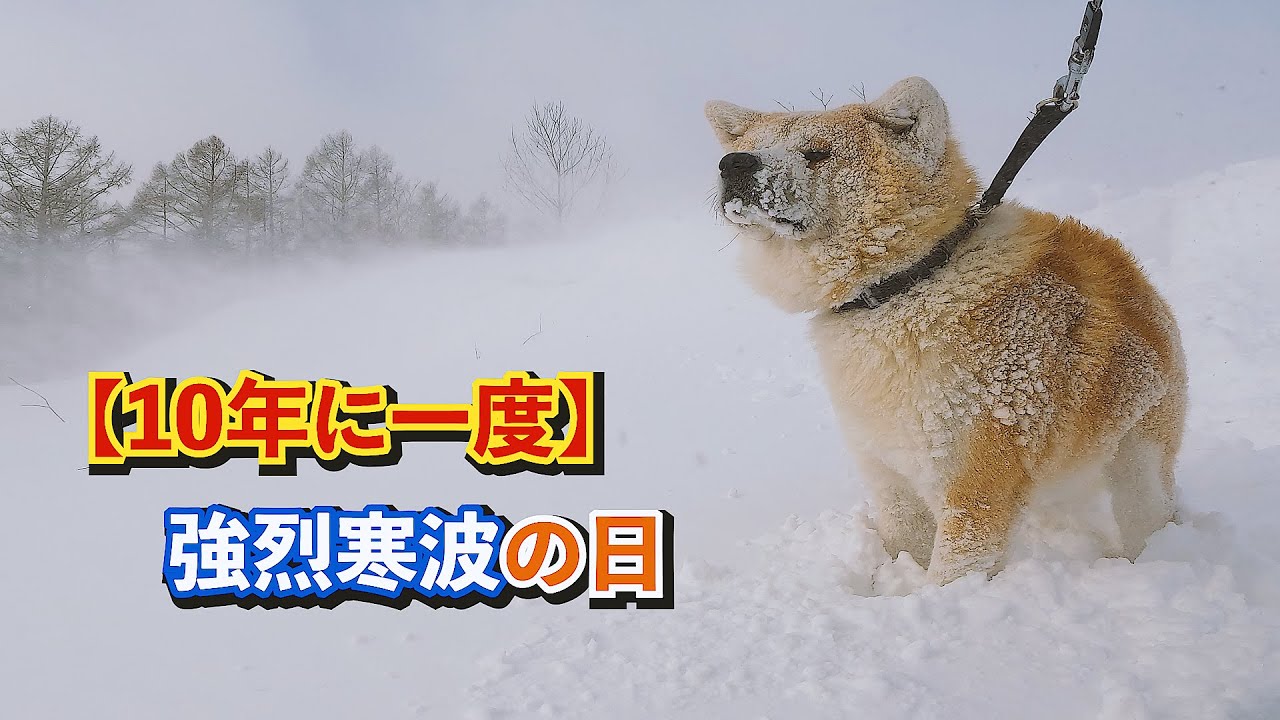 【10年に一度】強烈寒波の日、秋田犬”びしゃもん”の散歩のようす
