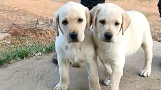 Show Quality Lab Puppies Available For Sale | Dog For Sale |  9606265155 | Hunsur