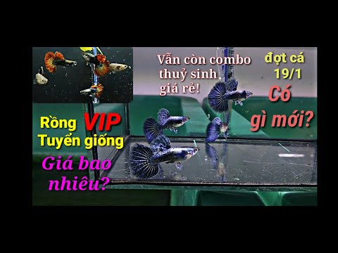 Video Guppy cá 7 màu #72: Rồng xanh platinum tuyển giống giá... - youtube