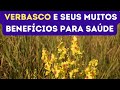 Ref:xQEdwKuAdUg Verbasco - uma planta com 11 benef�cios incr�veis