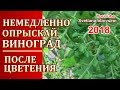 СРОЧНО ОПРЫСКАЙ ВИНОГРАД ПОСЛЕ ЦВЕТЕНИЯ  И  БУДЕШЬ С УРОЖАЕМ..ОБРАБАТЫВАЙ ВО ВРЕМЯ..