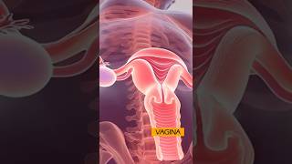 What Happens To The Female Reproductive System After A Partial Hysterectomy