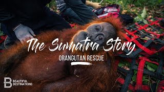 The Sumatra Story - Orangutan Rescue