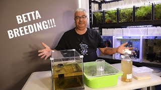 How to Breed Betta's
