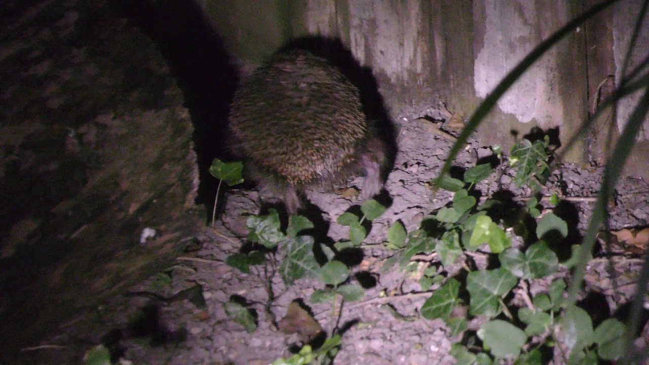 airshow schedule share Female hedgehog exits my garden after fending off Frisky male pt6 Cambridge UK 8jul19 1212a