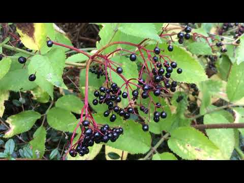 Common Elder (Sambucus nigra) - fruit and leaves - September 2017