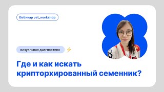 Где и как искать крипторхированный семенник?