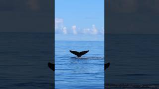 Humpback whales in Hawaii!! #whales #hawaii #maui