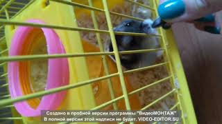веселые хомячки I часть веселые хомячки I часть