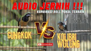 CUCAK CUNGKOK KOLIBRI WULUNG KOMBINASI ROLL PUKUL !!! MURAIBATU PASTI DILIRIK JURI !!! GARANSI !!!