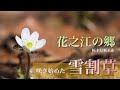 【雪割草咲きました】花之江の郷/栃木県栃木市　2月中旬園内の花を紹介してます