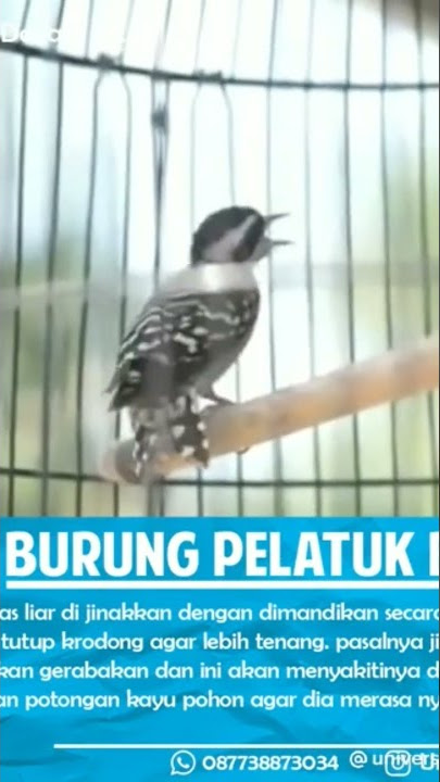 pelatuk beras paling gacor