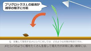 果樹園における上手な下草管理　－非選択性茎葉処理除草剤の上手な使い方－