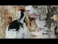 Дятел добывает личинок из дерева, white-backed woodpecker in winter