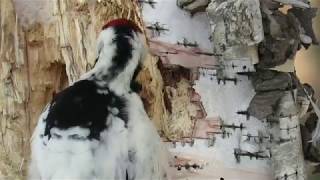 Дятел добывает личинок из дерева, white-backed woodpecker in winter