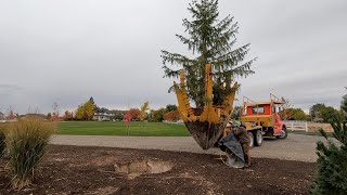 Planting Trees Around the Hartley + Huge Norway Spruce Installation!  // Garden Answer