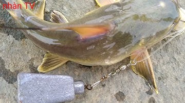 câu cá ngát , cá út bự , cá đù sông vàm cỏ / fishing in vietnam