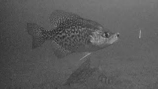 CRAPPIES! Ice Fishing Late Ice (LOTS OF ACTION)