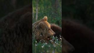 В Мире Животных🧡🤍💙Полные Версии Роликов Смотрите В Платном Телег-М Канале.ссылка По Запросу В Ком-Х