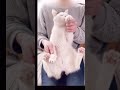 愛のしるし❤️ んにゃ #愛のしるし #PUFFY #猫 #踊ってみた