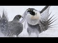 Greater Sage Grouse Dancing