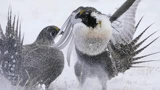 Greater Sage Grouse Dancing