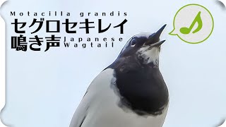 【鳥の鳴き声】セグロセキレイの鳴き声【鳥の鳴き声図鑑】Japanese Wagtail / Motacilla grandis【birdsong】