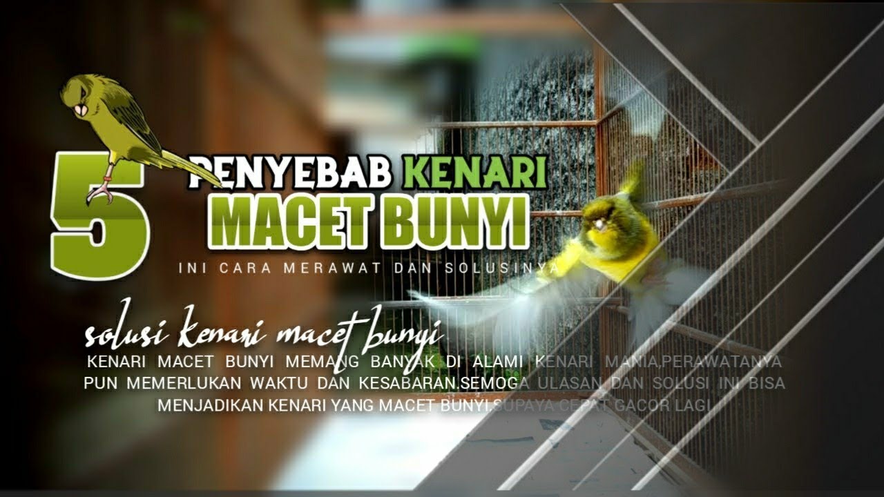 CARA MERAWAT KENARI MACET BUNYI|Supaya Cepat Gacor Lagi - YouTube