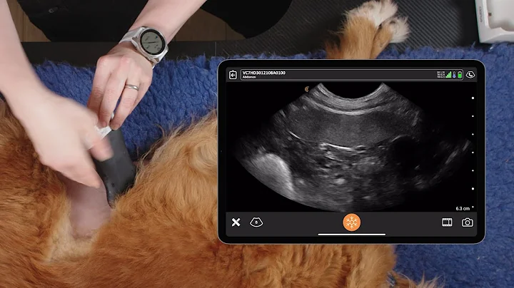 Ultrasound of the Canine Spleen