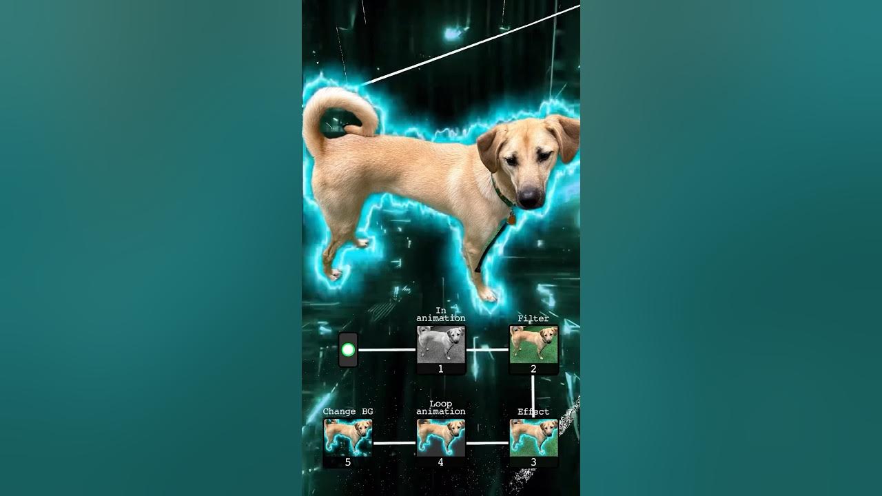 My dog jack pictures dogplaying dog jackthedogking YouTube