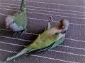 How to teach quaker parrot to play games-play dead trick