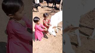 1Cute Baby Cow And Baby boy  amazing love bond by #Samad tv 2023#shorts