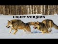 Охота на волка. Март 2021.Light version./Wolf hunting. March 2021.