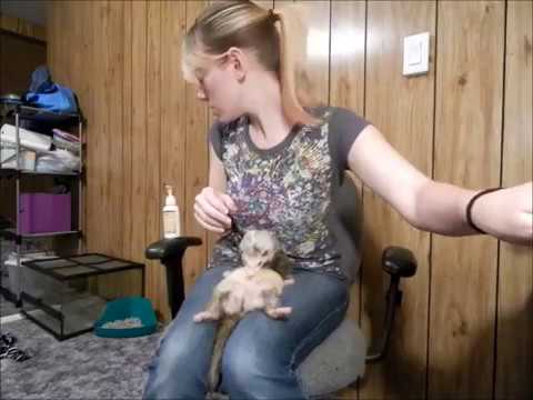 Come Trim Ferret Nails di te stesso!
