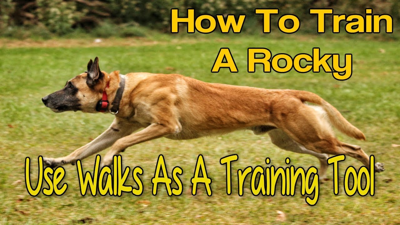 How To Train A Rocky Malinois-LeaderWalks Challenge!