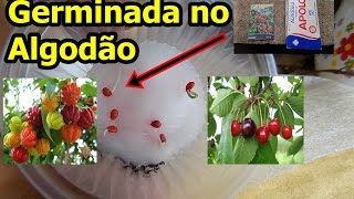 Nova Maneira de Germinar Sementes