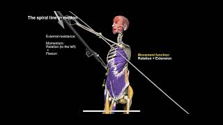 Details Diagonal Lifting (Resistance band bar) lower back pain exercises News